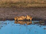 Africa 200