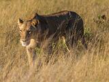 Africa 210