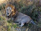Africa 212