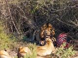 Africa 215