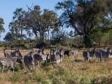 Africa 218