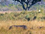 Africa 221
