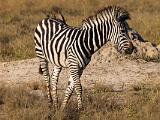 Africa 222
