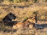 Africa 223