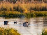 Africa 226