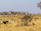 Africa 250