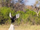 Africa 251