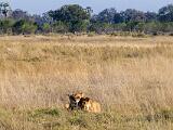 Africa 265