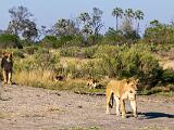 Africa 267