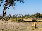 Africa 268
